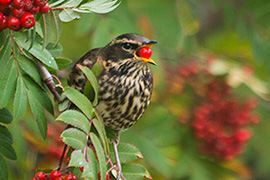 berries berry bird tree þröstur ber