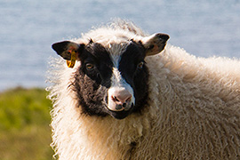 icelandic killer sheep strandir